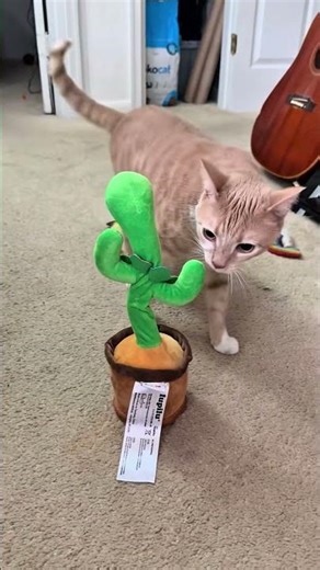 Funniest Cats Ever! Try Not To Laugh 😂🔥