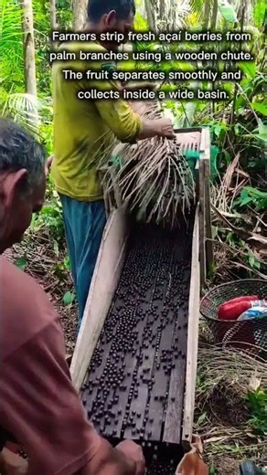 Traditional Açaí Berry Harvesting and Sorting Method