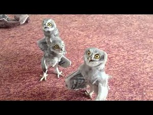 SINGING OWL- FUNNY ANIMALS
