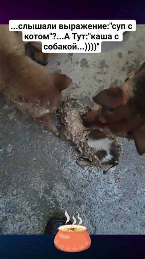 суп с котом #собака #щенок #щенки #смешновидео #веселыевидео #мем #прикол