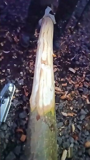 How to peel a tree - Traditional Wood Peeling Tool