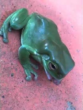 Green tree frog eating mouse