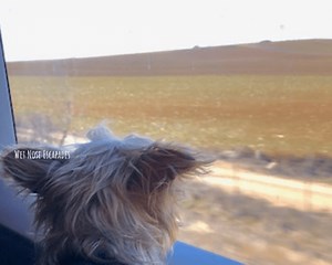 Are Dogs Allowed on Public Transportation in Spain? (2026) - Wet Nose Escapades