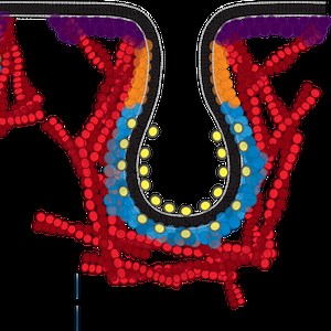 Clathrin-mediated endocytosis