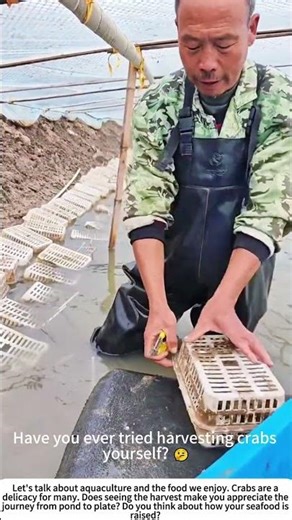 Crab Harvest: Reaping the Fruits of the Pond 🌊
