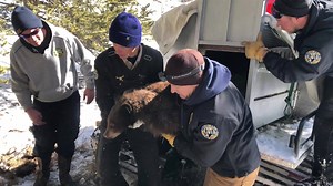 Curious how we return rehabbed orphaned bear cubs back into the wild? Last month we constructed this den out of nearly 30 bales of hay, a bunch of branches for the roof and a snow mound covering the outside for insulation. An air pipe is inserted into the den to allow for oxygen flow. When they wake in the spring they will be surrounded by an aspen stand with plenty of forbs and grasses to feed on! #WildlifeWednesday | Colorado Parks and Wildlife