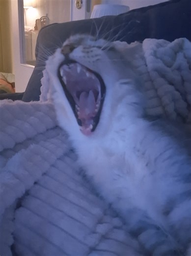 Alltså du Breeze du är katten som verkligen älskar mig för den jag är. Du är som en liten hund, vill alltid vara där jag är. Så glad att jag sökte Maine Coon rasen, även att jag hittade din uppfödare och just du fick flytta hem till oss. Jag hoppas att jag får ha dig i så många år och jag skulle aldrig byta bort dig mot nåt i hela världen ❤️ Jag älskar dig S*PreciousBlue's Bay Breeze ❤️ . . So you Breeze you are the cat who truly loves me for who I am. You are like a little dog, always wanting t