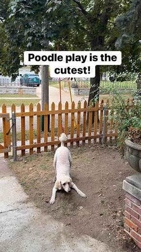 143K views · 2.6K reactions | Odie is the instigator 10 times out of 10! And this is also the most vocal I have ever seen him  #PoodlePlay #StandardPoodle #Poodle #Playtime #FunnyDog | Ajaxandodiethepoodlebros | Facebook