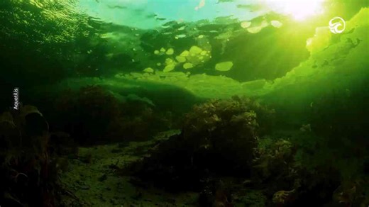 Alien-like sea creature found deep beneath the ice