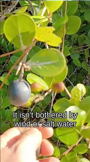 They Said 2 Fruits on one tree wasn't possible | Florida Native Edible