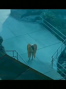 Tiger Movie clips 磻️ : .. . #movie #night...