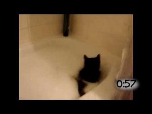 Cats Falling Into Bathtubs