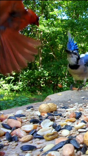 Northern Cardinal Versus Blue Jay. Forest Bird Feeder. #birds