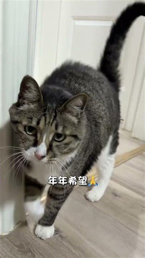 Never Miss This Tabby Cat's Heartwarming Swipe-Off Adventure