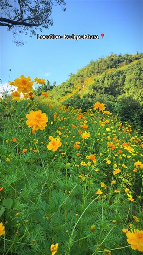 Kodi Pokhara Location: Way to the Flower Garden in Syangja 📍