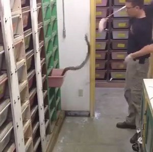 938K views · 3.1K shares | 【Viewer discretion is advised】This maybe the most hazardous job in the world. | BastilleGlobal | Facebook