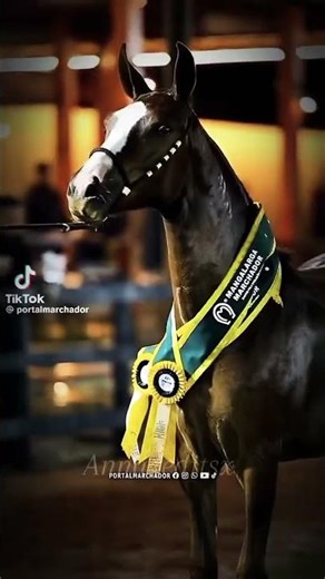 edit mangalarga marchador #mangalarga #cavalos