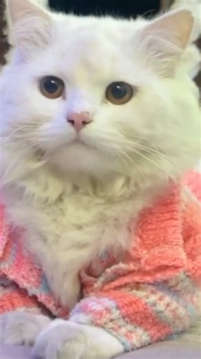 my cute simmi ....@simmi.simba_00 #youtube #cat #funny #comedy #funnycat #catmemes #viral #youtube