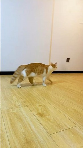 My cats are getting a bit muscular#cats