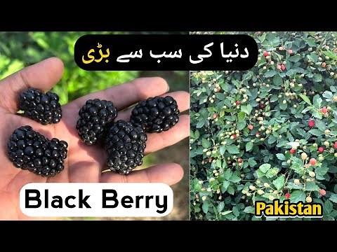 How to Grow Kiowa Blackberries in Pots/Containers at Home | A Step-by-Step Guide |Blackberry Farming