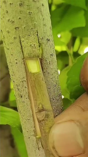 tree grafting method #treanding #grow #growtree
