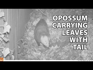 Awesome opossum tail! How opossums use their tail to collect leaves for their bed.