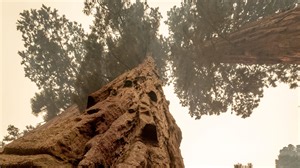 KNP Complex Fire may have killed hundreds of giant sequoias in Earth's largest grove, birthplace of modern fire management