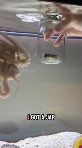 2.1M views · 30K reactions | Tommy the octopus meets slipper lobster for the first time! 咽 Let's see if he can figure out how to open the jar to get his meal. #OctopusAdventures #pets | JB Today | Facebook