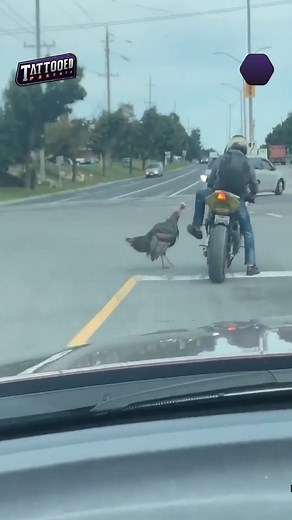 8K views · 84 reactions | Somebody's In A Bad Mood For Thanksgiving 旅 #Fails #Trending #Funny #TurkeyRevenge #ThanksgivingChaos | Tattooed Parents | Facebook