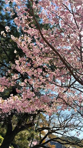 2026🌸お花見🍡#お花見 #桜 #鶴舞公園 #名古屋 #デート