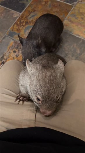 Over at Mum’s house today giving her a bit of a hand, and hanging out with Tambo, Chilly, and Winker, the three little wombat comedians she’s looking after at the moment 🐻😂 Tambo and Winker are both boys, and Chilly’s the little female of the crew. It’s funny seeing their colours side-by-side… Winker’s really grey like little Stevo, Tambo’s somewhere in between, and Chilly is a gorgeous chocolate wombat just like Rocco was 🐻🤎 A lot of people don’t realise wombats come in different colours de