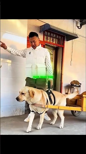 This dog picks up the girl from school