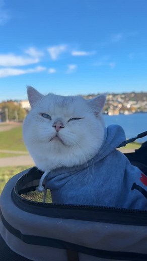 Interviewing Zephyr | LorettaBritish Cat