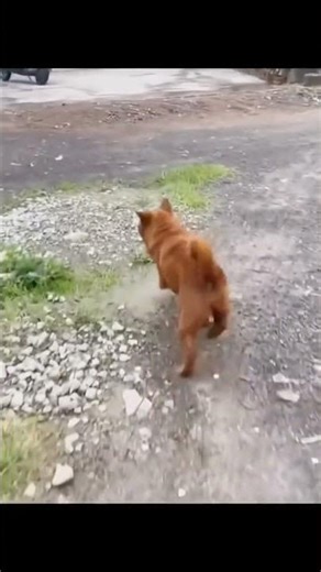 #shortvideo #shorts #short #dog #funny #funnyvideo