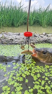 Best modern-day fishing techniques #reels #fish #fishinglife #fishingtime #fishing | Alaska Fishing