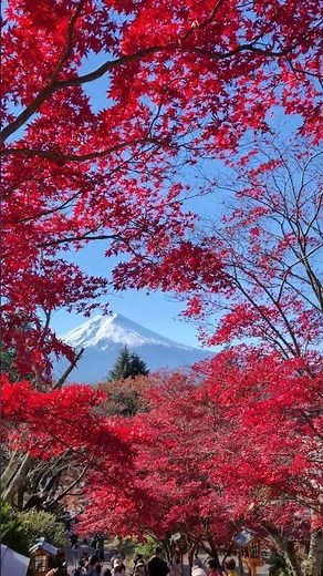 Red Leaves in Focus Calm Forest in Fall
