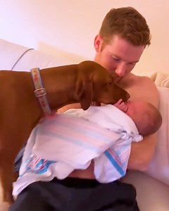 1.6M views · 10K reactions | Dog falls in love with her newborn human sibling 梁 | MetDaan Animals | Facebook