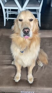 11K views · 26 reactions | Does Your Dog Eat Poop? #DogEatPoop #OffLeashK9Training #fypシ #fbreelsfypシ゚viralシ #fypシ゚viralシfypシ゚viralシalシ | Lehigh Valley Dog Trainers: Off Leash K9 Training | Facebook