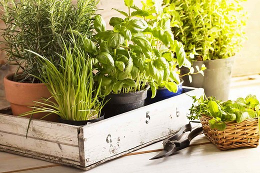 14 Plants That Repel Mosquitoes Naturally