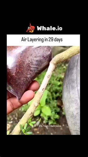 Explains Everything on Instagram: "Air layering is a plant propagation method that involves creating new roots on a stem or branch while it's still attached to the mother plant. This technique is particularly effective for plants like & Ficus and Magnolia, and can be completed in about 29 days with proper care. To achieve success, ensure you: Select a healthy branch with several leaf nodes Make a clean, diagonal cut through the bark Apply rooting hormone to the exposed cambium Wrap the area in a