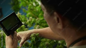 Cannabis farmer use microscope to analyze CBD in curative cannabis farm before harvesting to produce cannabis products