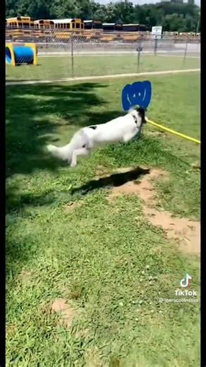 FUNNIEST DOG FAILS 😂 | Try Not to Laugh Challenge 🐶 #shorts