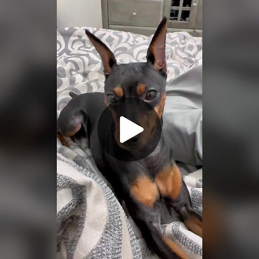 Volume up 🔊 for tantrums #DramaKing 👑 #MinPin #MiniaturePinscher #MinPinsOfTikTok #DogTok #DogsOfTikTok #DogDrama #TheDrama #FYP