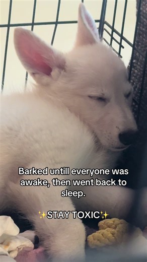 Caring for Your White Swiss Shepherd: Tips and Tricks