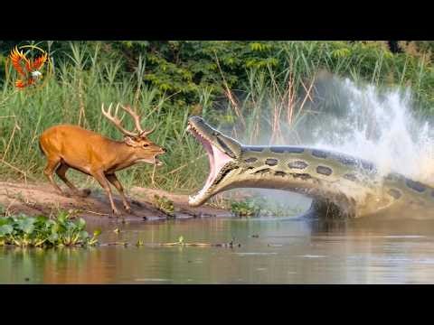 WILD AMAZON | The Most Dangerous and Mysterious Rainforest in the World | Animal documentary