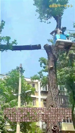 驚異の技術！巨大な枝を家の上空に吊り下げる樹木医の技をご覧ください：巨大な木を部分的に解体する技術 滑車とロープを使った高度な樹木医の技術