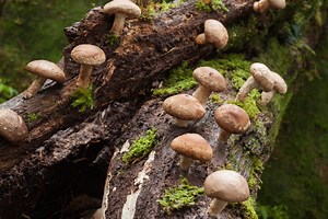 Shiitake Mushrooms in Minnesota Guide (2023) - The Gardening Dad