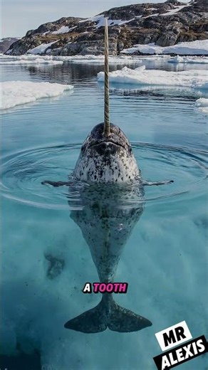 Narwhals: The Unicorns of the Ocean