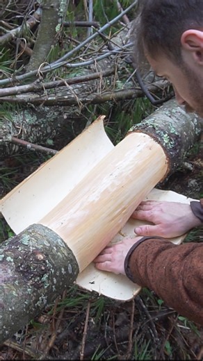 Making a Bark Basket from White Pine (Pinus strobus) | Son of a Bear Herbs