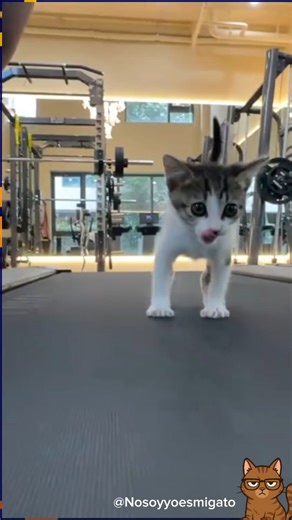 @no_soy_yo_es_mi_gato on Instagram: "Fails Gatunos Épicos 😹🐾 ¡Cuando el salto no sale bien! 📝 Los gatos son ágiles… hasta que no lo son 🤭🐱. Prepárate para reír con estos fails gatunos: saltos fallidos, caídas inesperadas y travesuras que terminan en pura comedia. ¡No olvides comentar cuál te hizo reír más! 👇✨ #FailsGatunos #CatFails #Gatitos #HumorFelino #EpicFails #CatLovers #MiauMiau"